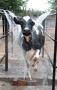 Sakthi Dairy Farm in Karur, hf cow and jersey cow for sale in andhra pradesh, hf cow and jersey cow for sale in telen...