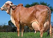 Top 21 Best Cow Breeds Found in India