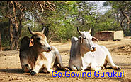 Krishna Surabhi ( Dearcows Dahisar ) - Desi Gir Cow A2 Milk Delivery Service & Bilona Churned Ghee - A2 Desi Gir Cow ...