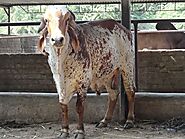 Gyr cattle - Wikipedia