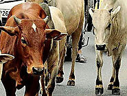 Coronavirus dubious claims: Cow dung, urine sell for Rs 500 - The Economic Times