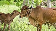 Gujarat's gir cows brought to Gorukhuti farm - Sentinelassam