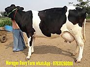 HF,JERSEY COWS FOR SALE IN TAMILNADU on Engormix. (Ref 34851)