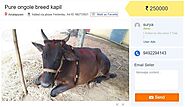 Online Sale of Goats & Cattle Gain Popularity on Classified Sites Like Olx & Quikr; Sparks Religious Debate – Trak.in...