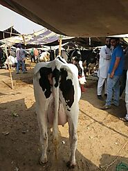 Olx cow haryana. Milk Cow in Punjab