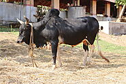 Olx cow tamilnadu. Farm in Tamil Nadu