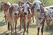 GIR TO GIROLANDO: THE FORGOTTEN SUCCESS STORY OF AN INDIAN CATTLE IN BRAZIL – Pashudhan praharee