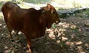 gir cow for sale in Kerala Classifieds & Buy and Sell in Kerala | IndiaListed.com