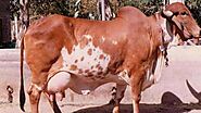 गिर की गायों की आबादी बढ़ाना चाहती है सरकार, ब्राजील से मंगवाएगी सीमन - desi cows gir cow conservation narendra modi ...