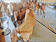 Gwalior News: Madhya Pradesh : गिर गायों की नस्ल बचाने यहां बनी पहली गिर गौशाला - Naidunia.com