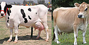 डेयरी बिजनेस में ये गायें आपको बना देंगी करोड़पति! | Dairy Today
