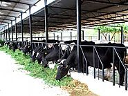 Start Profitable Dairy Farming In India For Money