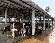 Dairy project 50 cows,Business plan 50 cows APICOL project report, 2021