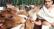 Patanjali Ayurved‬: We produce over 5,000 litres of cow urine every day: Acharya Balkrishna, CEO, Patanjali