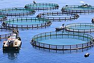 Global Aquaculture Market 2020-2030 by Nature (Inland & Inshore, Offshore), Species, Environment (Marine Water, Fresh...