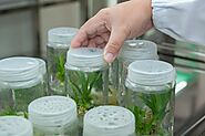 Asia Pacific Agricultural Biologicals Market, Research Report, Size, Share, Demand, Growth, and Revenue: Ken Research