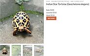 baby indian star tortoise