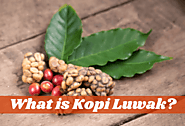 What Is Kopi Luwak? Everything About The Exotic Java!