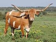 Cow available for sale at tamilnadu on Engormix. (Ref 30254)