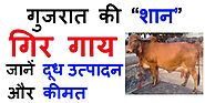 Gir Cow in India (जानें गिर गाय की विशेषताए, दूध उत्पादन, कीमत आदि ) - India Dairy Farming
