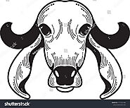 Gir cow Images, Stock Photos & Vectors | Shutterstock