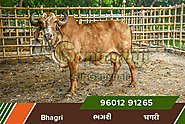 Cows For Sale - Gopinathji Gaushala Kundaldham