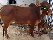 Gir cattle for sale, Gir cow price, Gir calf for Sale