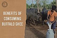 Benefits of Consuming Buffalo Ghee - Anveshan Farm