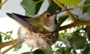 Bella Hummingbird Nest