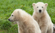 Siku & his Polar Bear Family