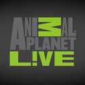 Animal Planet Live - Black Eagle Cam