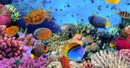 Pacific Reef Webcam - LiveAnimals.tv
