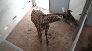 EarthCam - Giraffe Cam