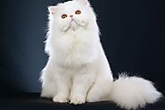Top 10 World's Most Beautiful Cat Breeds