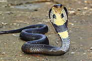 What is Top 10 Most Venomous Snakes? And Why Should You Care?