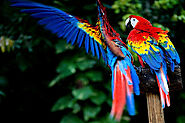 Beautiful Parrots Species On Earth You Definitely Love To See Them
