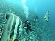 Banana Reef – For A Great Diving Experience