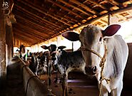 Fresh A2 cow milk, ethically sourced, now on Farmizen - Farmizen