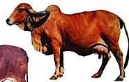 Cow vs bull