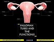 Fallopian Tube and the Functions! | Regency International Clinic