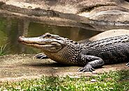 Visit Livingstone Crocodile Park