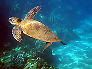 Atlantic Ocean - Georgia Habitats