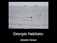 Georgia Habitats: Atlantic Ocean