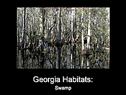 Georgia Habitats: Swamp Overview A