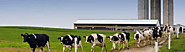 Dairy Farming Business | Read Our Blog | AmolGhodke
