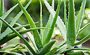 Aloe Vera Benefits for your Skin and Hair