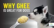 5 Reasons To Use Ghee For Dogs﻿ - Dogs Naturally