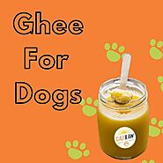 Ghee For Your Dog: When It's Safe And When It Isn't