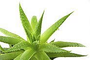 Aloe Vera for Hair - By Dr. Sonali Khomane | Lybrate