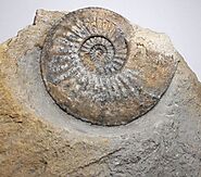 Amaltheus Ammonite from UK